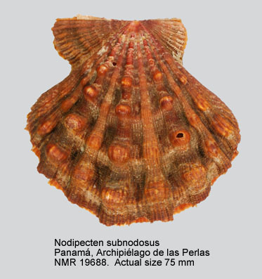 Nodipecten subnodosus.jpg - Nodipecten subnodosus(G.B.Sowerby,1835)